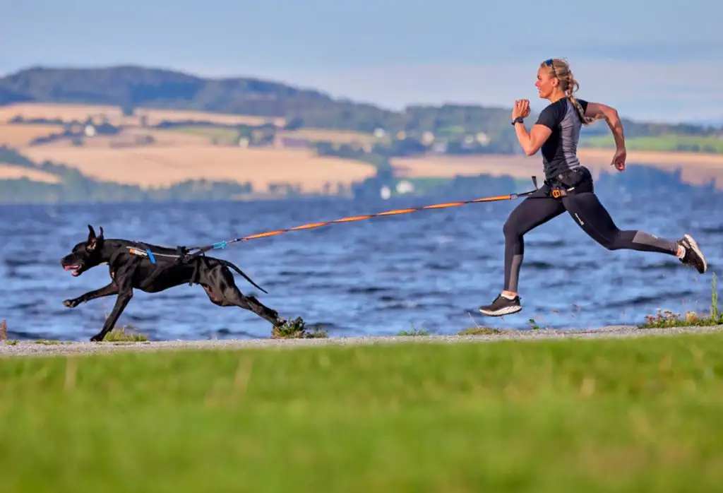 Un coureur et ses chiens, relié à sa ceinture par une ligne de trait, sur un sentier forestier