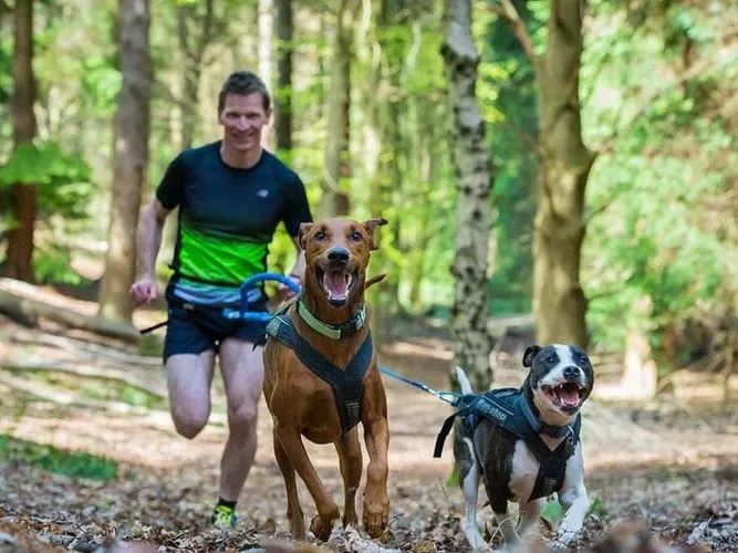 Un canicrosseur et ses chiens dans la foret